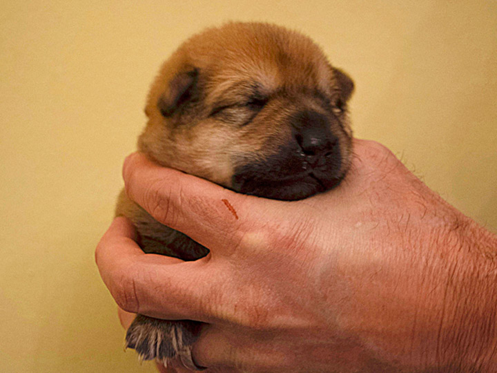 chinook puppy